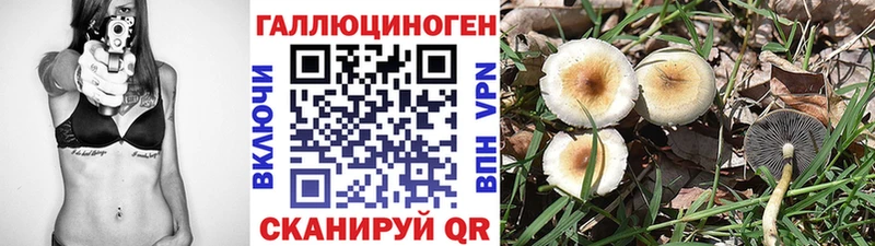 где купить   Болхов  Галлюциногенные грибы Cubensis 